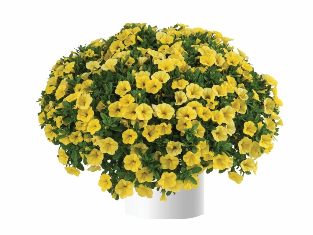 Minipetúnia Million Bells Colibri Yellow Canary